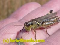 /home//u458753944/public_html/sourcegallery//Insects and small critters/grasshoppers and crickets (Orthoptera)/P1050985.JPG